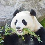○○○が食べたくなるのはなぜ?