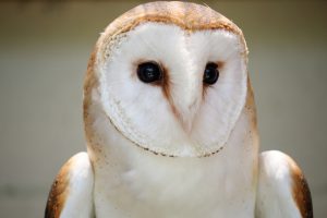 誰かが見ている…。