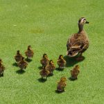 カルガモの親の如く。