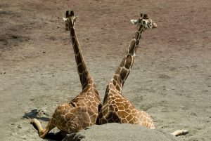 定義をバージョンアップする。